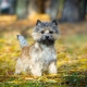 Cairn Terrier: characteristics of the breed, content and choice of nickname