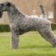 Kerry blue terrier: breed description, haircuts and contents