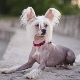 Chinese Crested Dog: Description and Subtleties of Content