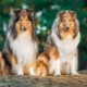 Collie: history, types, selection and care