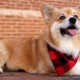 Corgi fluffy: gene features and puppy content