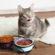 Cat and cat food: types, manufacturers rating and selection rules