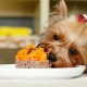 Feed for Yorkshire Terriers: types, selection and nutritional standards