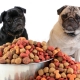 Pug food: types and features of choice