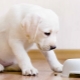 Puppy food: types, manufacturers and selection rules