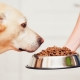 Feed for dogs of large breeds: types and selection criteria