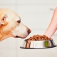 Holistic-class feed for dogs: compositional features, types and selection criteria