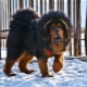 Large dog breeds: common features, rating, selection and care