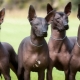 Xoloitzcuintle: species of breed, how to contain it?