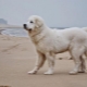Kuvas: dog breed description, temperament, grooming