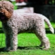 Lagotto-Romagnolo: features of the breed and conditions for its maintenance