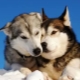 Is a husky a husky or not? Features of breeds and their differences