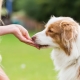Treats for dogs: types, best manufacturers and features of choice