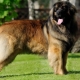 Leonberger: breed characteristics and rules for keeping dogs