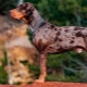 Leopard dog katahula: description, advantages and disadvantages, temperament, rules of care