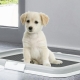 Trays for dogs: what are, how to choose and care for?