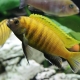 Malawian cichlids: types, description, content and care
