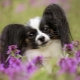 Small dog breeds