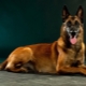 Malinois: breed description, nature and cultivation