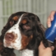 Dog clippers: varieties, selection and application