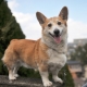 Morgues Corgi: description and content