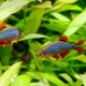Microparsing galaxy: keeping and breeding aquarium fish
