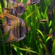 Peaceful aquarium fish: description and selection