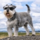 Mittelschnauzer: breed description and nuances of content