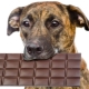 Is it possible to give dogs sweets and why do they love it?