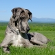 Great Dane: Breed and Dog Care Features