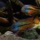 Nicaraguan cichlomas: description, care, breeding, compatibility