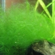 Filament in the aquarium: the causes of algae and methods of control