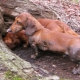 Burrowing dogs: description of the breeds, features of keeping and training