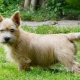 Norwich Terrier: breed features and secrets of its content