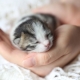 Newborn kittens: development and care rules