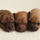 Newborn puppies: developmental features, sex determination and nuances of care