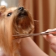Dog scissors: varieties, requirements and selection tips