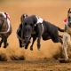 Overview of the fastest dogs in the world