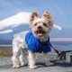 Clothing for dogs: varieties and features of choice