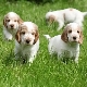 Description of the English breeds of dogs