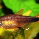 Description of the copper tetra and the rules for its maintenance