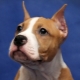 Features of stopping the ears of the Staffordshire Terrier