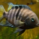 Features of keeping aquarium fish cichlids