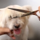 Features of grooming dogs
