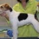 Features of trimming the Fox Terrier