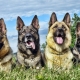 Shepherd dogs: types, characteristics, selection and care tips