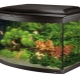 Panoramic aquariums: features, varieties, selection and maintenance