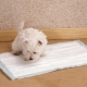 Diapers for puppies: types and selection criteria