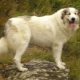 Pyrenean Mountain Dog: Characterization and Breeding