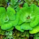 Pistia: aquarium plant species and contents